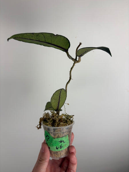 hoya sp aceh gunung genting B