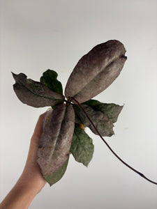 Hoya mitrata silver borneo