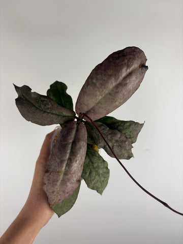 Hoya mitrata silver borneo