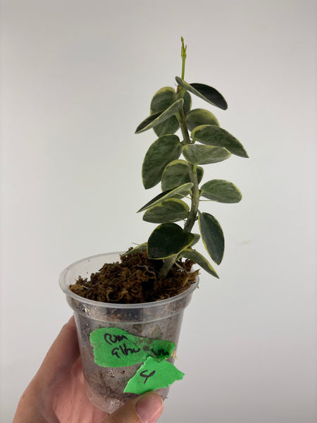 Hoya cumingiana 'Albo 4