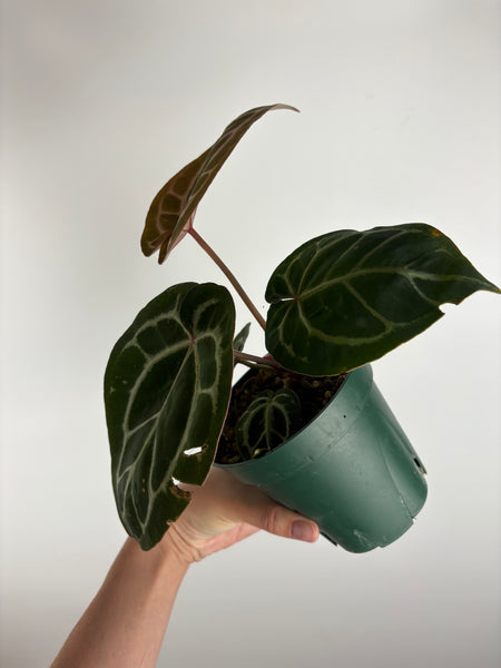 Anthurium 'Memoria Tim Anderson’ - (Doc Block Zara × Doc Block Michelle) X Anthurium Red Crystallinum from USA - 3