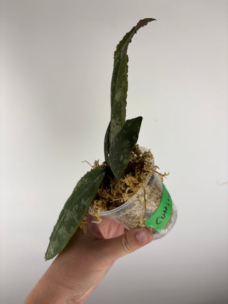Hoya Undulata purple silver cutting
