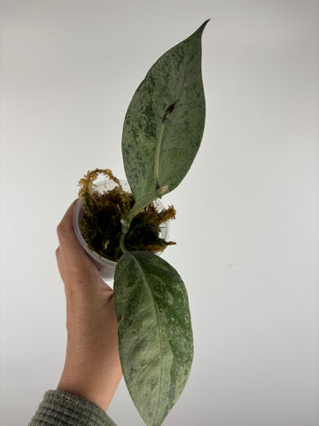 hoya coriacea silver 2