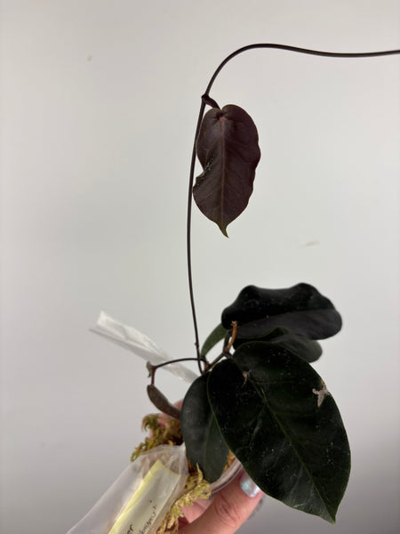 hoya Megalaster ubiyau B