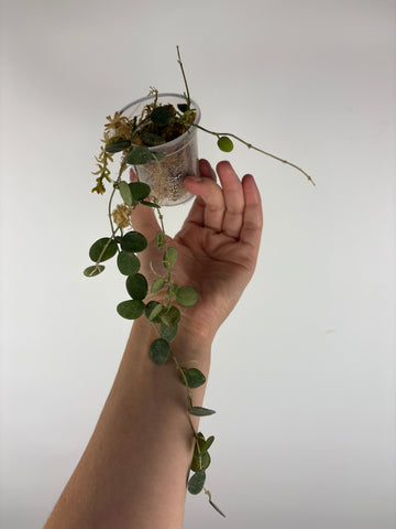 hoya tengchongensis 1