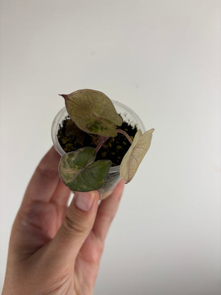 alocasia plumbea variegated