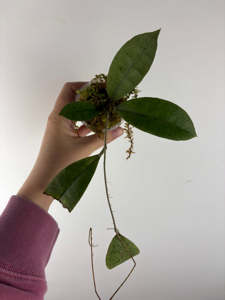 Hoya aff forbesii silver 1