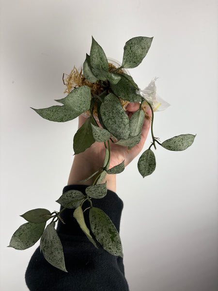 hoya lacunosa moonshine E2