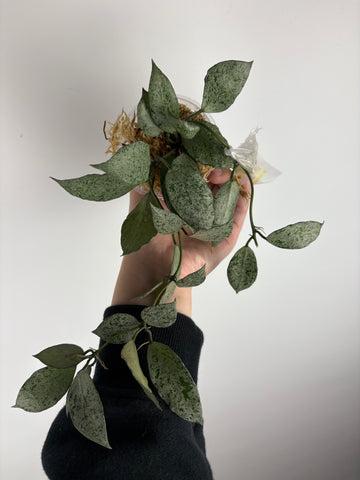 hoya lacunosa moonshine E2