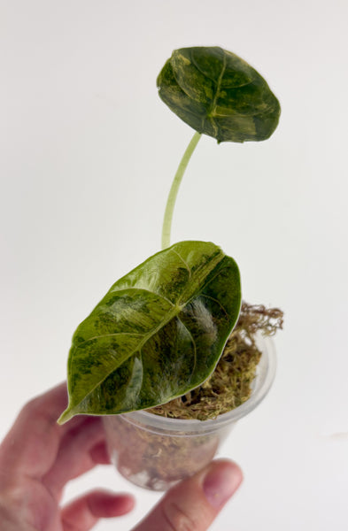 Alocasia Azlanii aurea