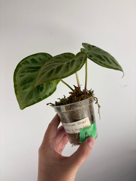 Anthurium silver king x silver tiger B