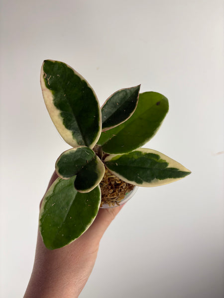 Hoya flamingo dream A