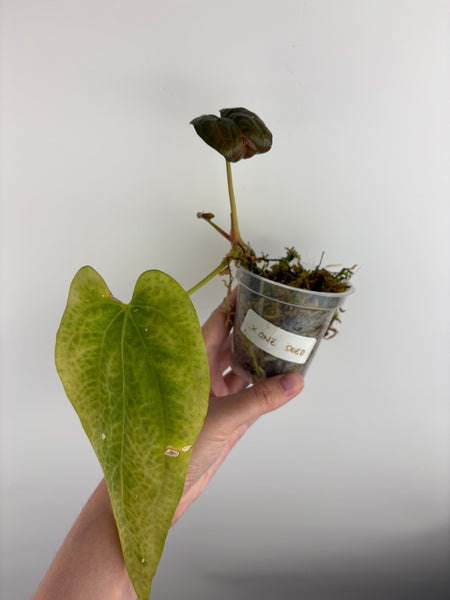 Anthurium xone seed as is