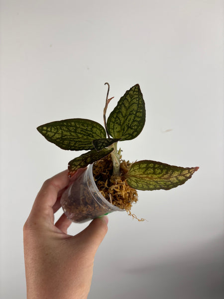 Jewel orchid sp papua E