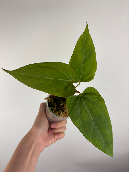Anthurium Black sweet x blue pap C