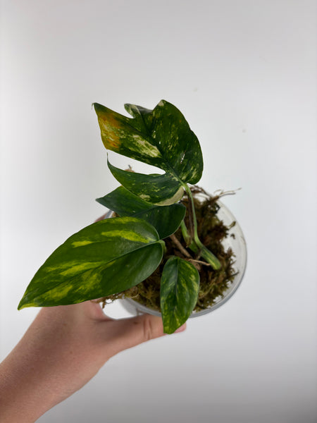 Epipremnum Pinnatum
Yellow Flame