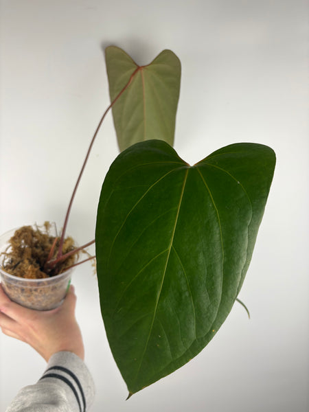 Anthurium black sweet x nero C