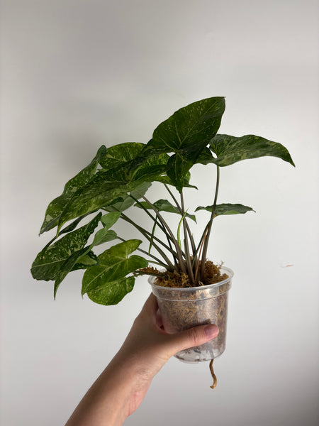Syngonium panda