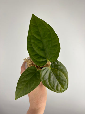 Anthurium red spider x luxurians J