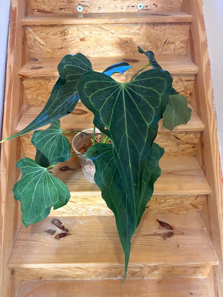 Anthurium delta force (Thailand) C - huge plant