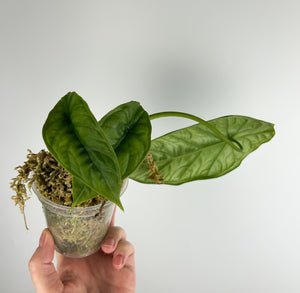 Alocasia borneensis A