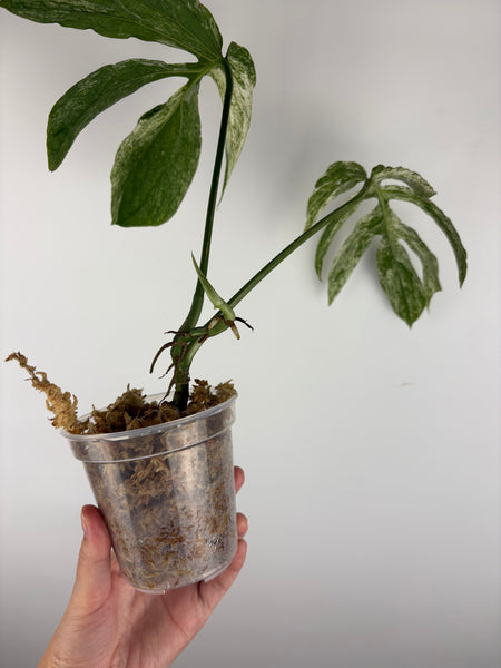 Amydrium variegated