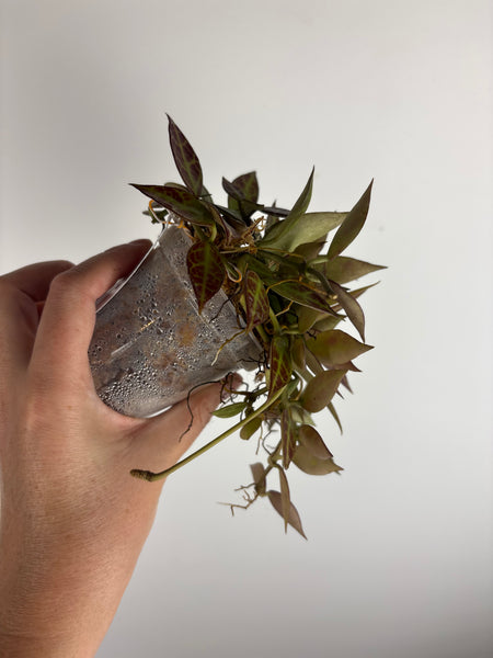 Hoya praewa full plant