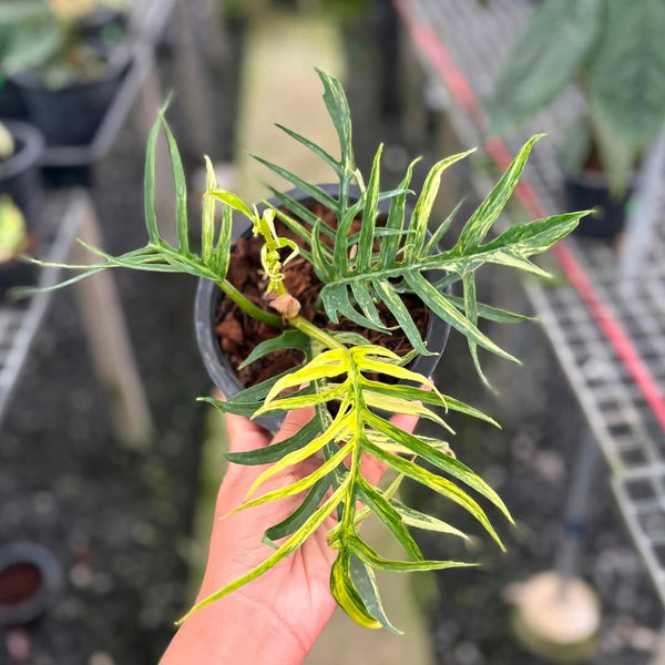 Philodendron tortum (Thailand) unacclimated