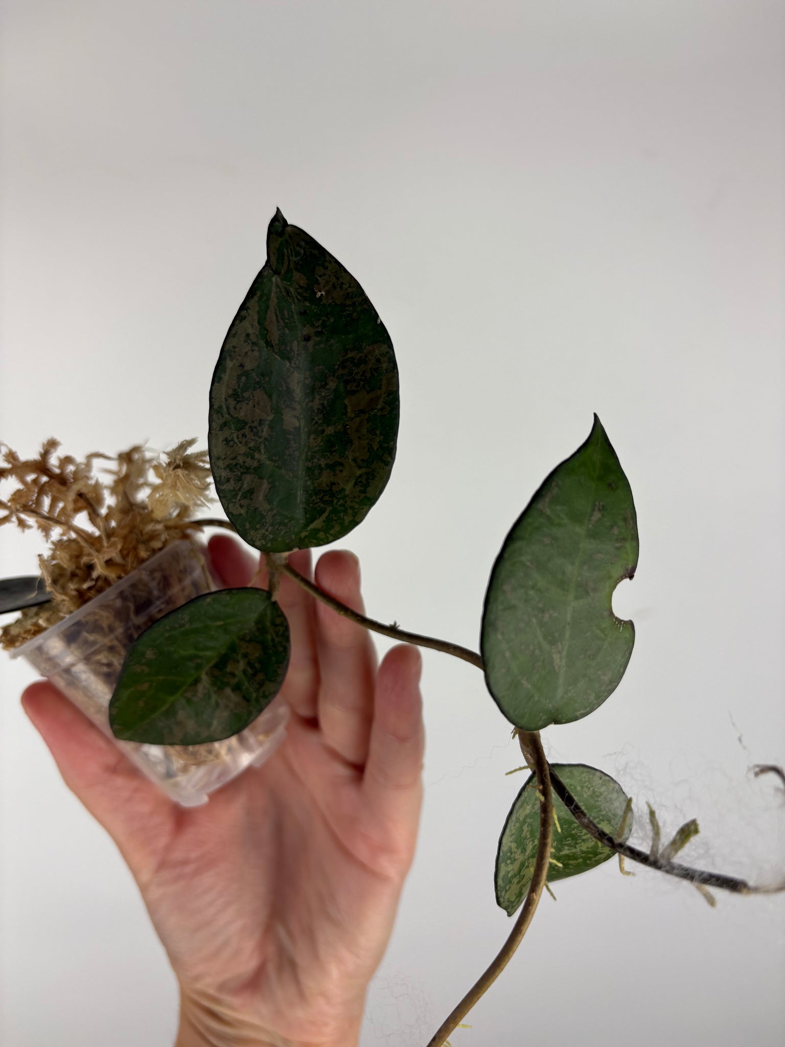 Hoya Verticillata sp. Nganjuk pink Splash 1