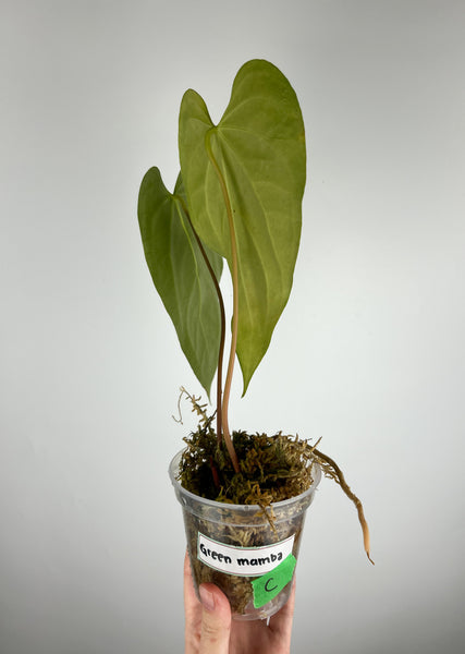 Anthurium Green mamba C