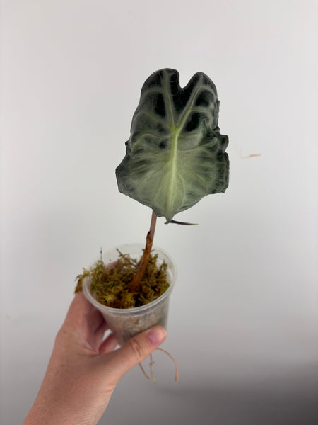 Alocasia venom A