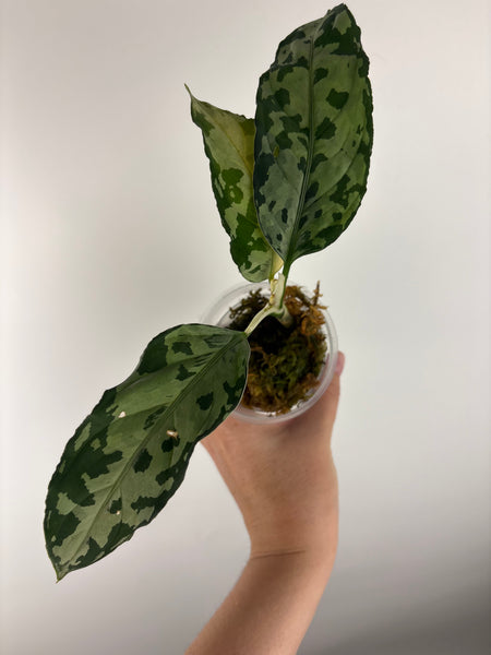 Aglaonema pictum bicolor sp jambi A