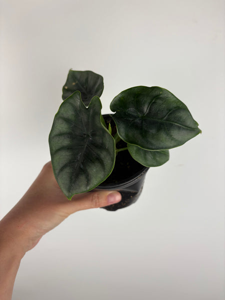 Alocasia Dewey's Reversa 4 inch