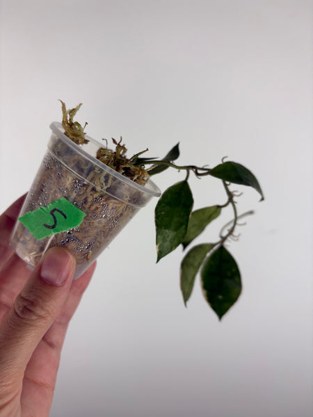 Hoya lacunosa 'Asami' (Wonosobo) 5