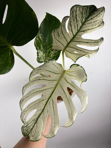 Monstera devil (Thailand)