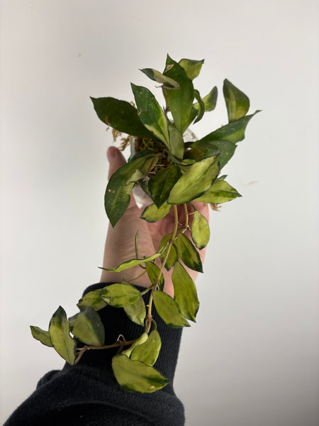 hoya lacunosa minara C