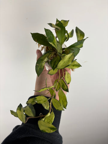 hoya lacunosa minara C