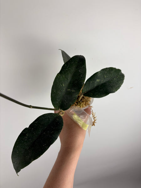 hoya Sp aceh gayo lues