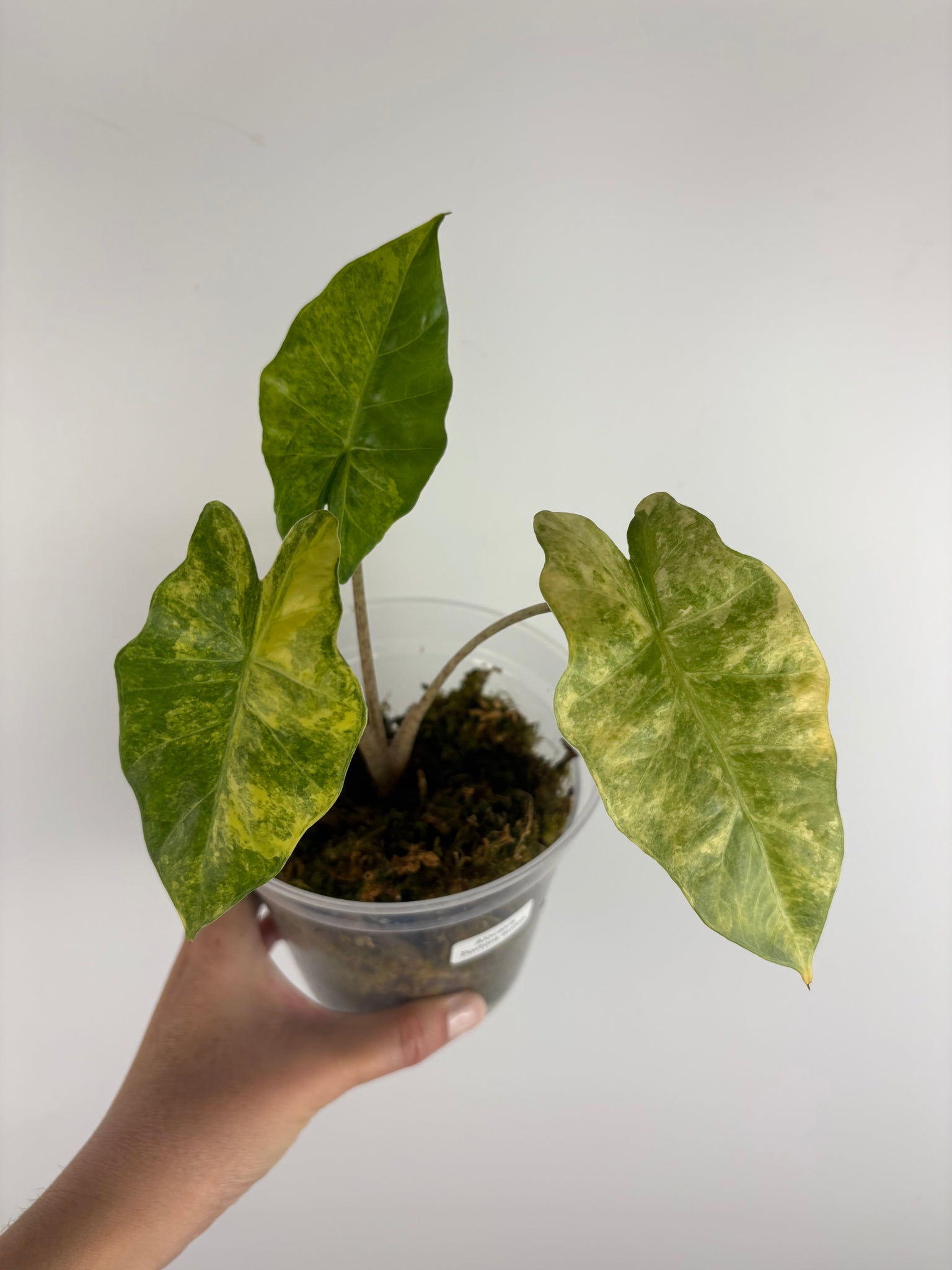 Alocasia Portora aurea variegated