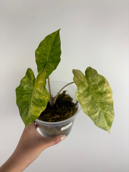 Alocasia Portora aurea variegated