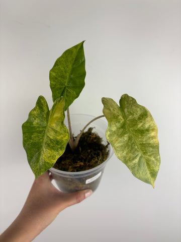Alocasia Portora aurea variegated
