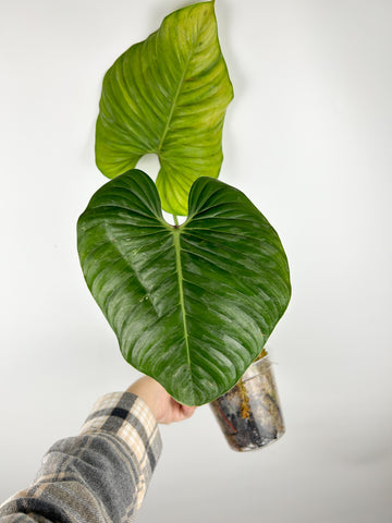 Philodendron sodiroi as is