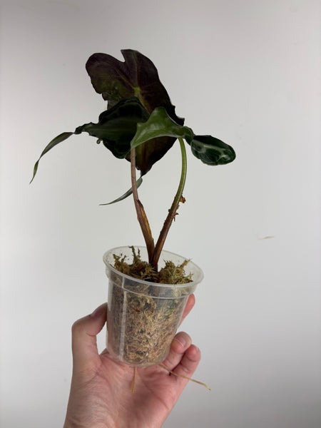 Alocasia venom