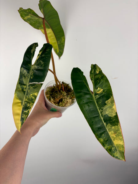 Philodendron billietiae variegated E