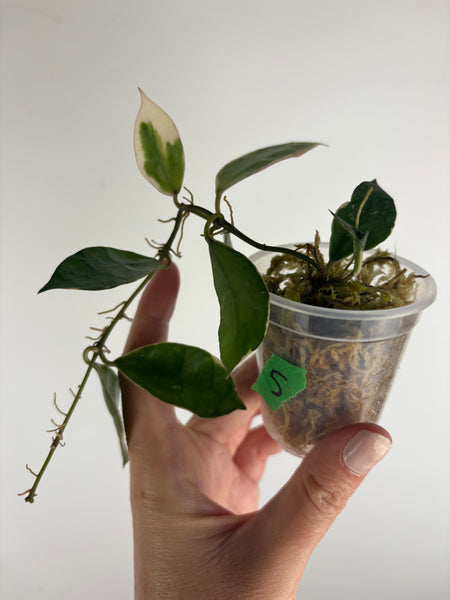 Hoya lacunosa 'Asami' (Wonosobo) 5