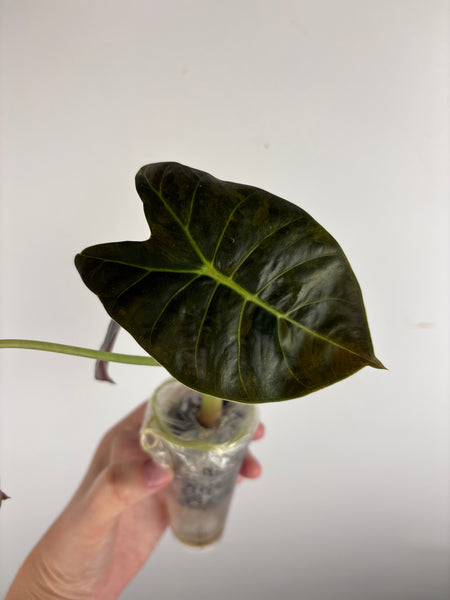 alocasia golden bone aurea A