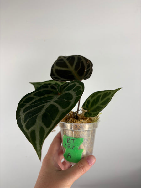 Anthurium Red tiger x red crystal A