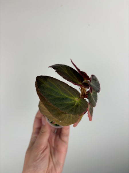 Begonia Withlacoochee variegated reverted C