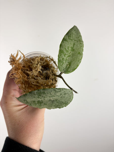 hoya caudata silver B