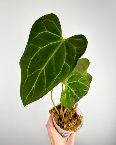 Anthurium Hoffmannii red sinus x Fort Sherman A